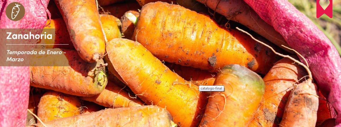 Zanahorias Catálogo Virtual Prodesal Camarones