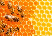 Día Mundial de las Abejas: ¿Cómo podemos ayudarlas en su tarea?