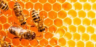 Día Mundial de las Abejas: ¿Cómo podemos ayudarlas en su tarea?