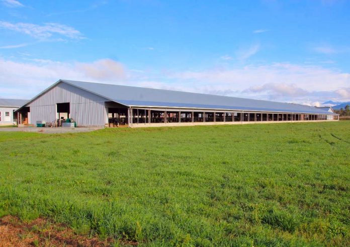 Charla sobre el uso de la genética de carne en lecherías presentará los beneficios de la integración de cadenas productivas