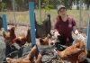 Con productora de “gallinas libres, solteras y felices” debuta serie de INDAP “Agente de Cambio”