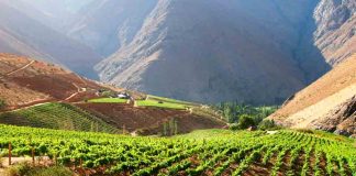 Tres viñas regionales participan en catálogo elaborado por ProChile