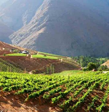 Tres viñas regionales participan en catálogo elaborado por ProChile