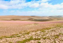 Desierto florido: el “milagro” chileno que destacan medios de comunicación de todo el mundo