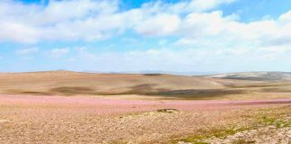 Desierto florido: el “milagro” chileno que destacan medios de comunicación de todo el mundo