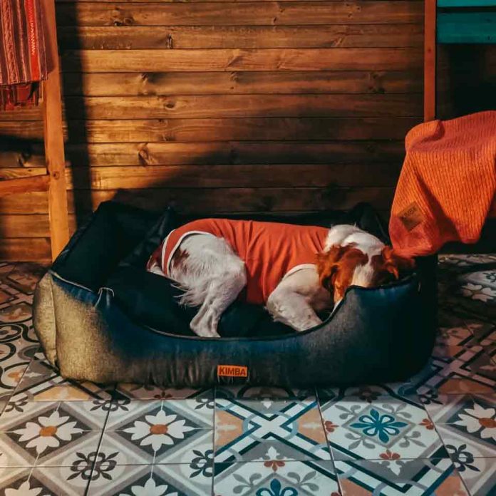 Consejos para elegir la cama ideal para tu perro