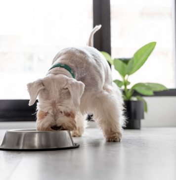 Beneficios de una alimentación canina monoproteica