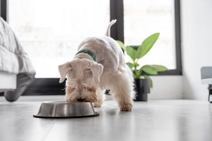Beneficios de una alimentación canina monoproteica