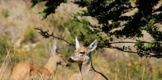 SAG conducir con precaución y cuidar la fauna silvestre huemul