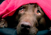 Cuidados caninos para enfrentar las bajas temperaturas
