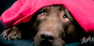 Cuidados caninos para enfrentar las bajas temperaturas