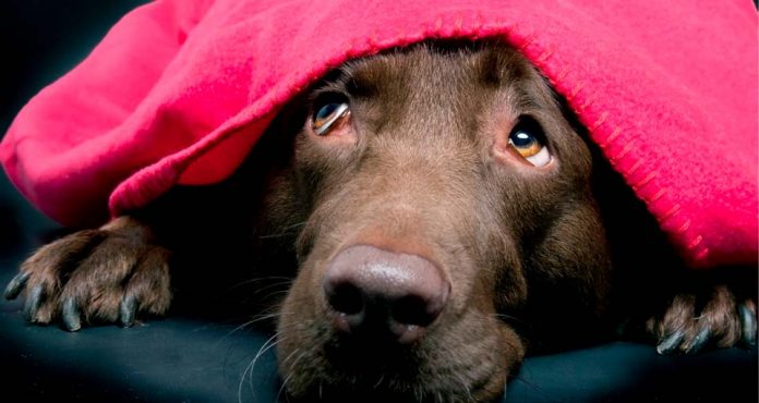 Cuidados caninos para enfrentar las bajas temperaturas