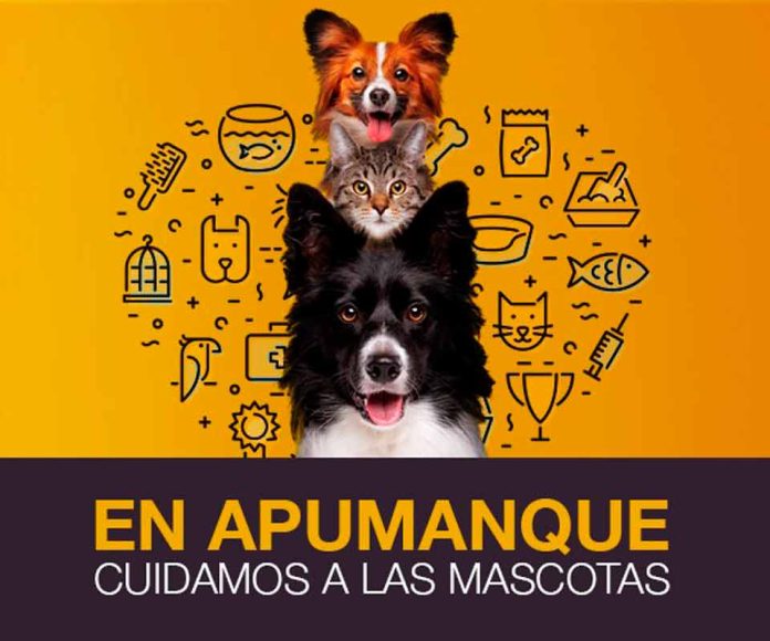 En noviembre Apumanque contará con cuatro jornadas de implantación de microchips para la identificación de mascotas