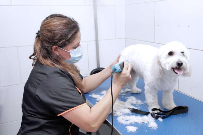 Petlovers ¿cómo cuidar a las mascotas de las olas de calor?