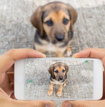 Solución a mascotas perdidas: Desarrollan innovadora app para ir en su búsqueda
