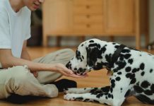 Los beneficios de un alimento premium en la salud de las mascotas