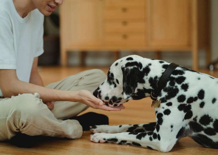 Los beneficios de un alimento premium en la salud de las mascotas