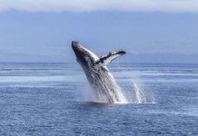 Campaña promueve avistamiento seguro de ballenas