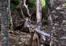 Histórico primer avistamiento de un huemul en la Reserva Nacional Magallanes