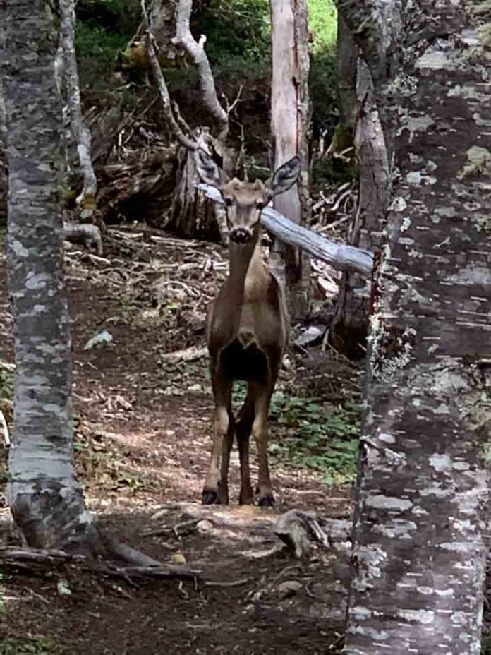 Histórico primer avistamiento de un huemul en la Reserva Nacional Magallanes