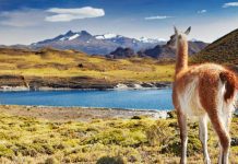 THE REAL ECO STATE, EL EMPRENDIMIENTO QUE BUSCA DEMOCRATIZAR LA CONSERVACIÓN DE NUESTRA PATAGONIA