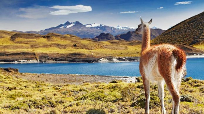 THE REAL ECO STATE, EL EMPRENDIMIENTO QUE BUSCA DEMOCRATIZAR LA CONSERVACIÓN DE NUESTRA PATAGONIA