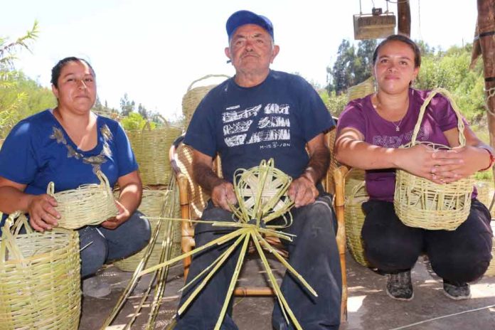 A sus 80 años Erasmo Agüero mantiene vivo el oficio de la cestería en caña en la comuna de Vallenar