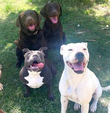 Un año escolar diferente: En Doggyland los alumnos solo piensan en entretención