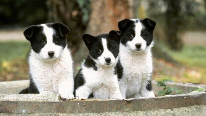 ¿Mascotas estresadas? Consejos para mejorar su calidad de vida