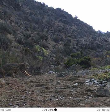 Presencia del puma y gato colocolo son reconfirmadas por cámaras trampa en Parque Nacional Llanos de Challe