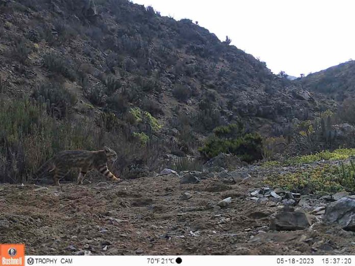 Presencia del puma y gato colocolo son reconfirmadas por cámaras trampa en Parque Nacional Llanos de Challe