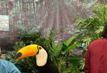 Vida Salvaje exposición de animales exóticos llega como panorama para las vacaciones de invierno