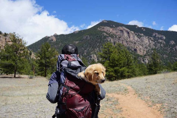 viaje con tu mascota