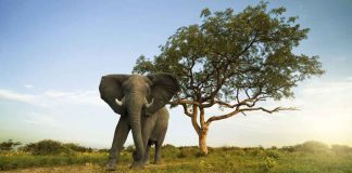  El estrecho vínculo entre los elefantes y uno de los licores más exóticos del mundo