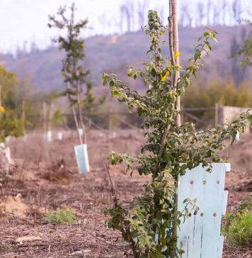 Xiaomi exhibirá a los diseñadores de temas MIUI a través de una competencia temática internacional