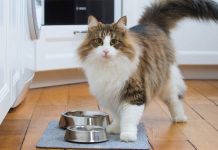 Aprende a detectar y evitar los efectos de la «obesidad felina» obesidad felina