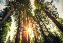 TotalEnergies Marketing Chile aporta 500 árboles a la iniciativa “Bosque Toyota”