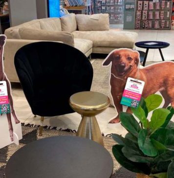 ¿Ya los viste? Multitienda puso fotos de perros en adopción entre sus muebles de exhibición ¿Ya los viste? Multitienda puso fotos de perros en adopción entre sus muebles de exhibición