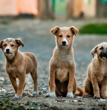 Echinuco 2023 será evento petfriendly  