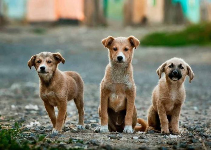 Echinuco 2023 será evento petfriendly  