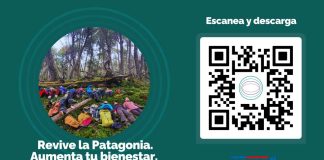 Explora los Secretos de la Patagonia Chilena: La App Raíz Bienestar te transporta a bosques y parques profundos