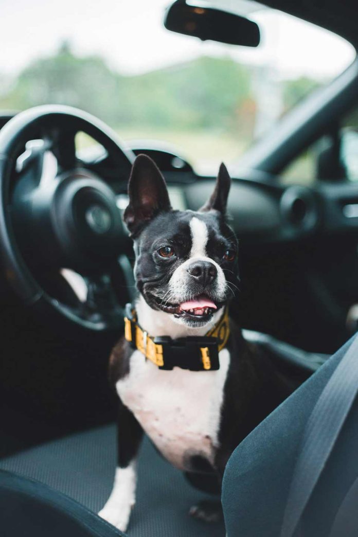 Todo lo que necesitas saber para viajar de forma segura con tu mascota estas vacaciones