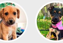 Apumanque llena de cariño este verano con sus nuevas jornadas de adopción de cachorros