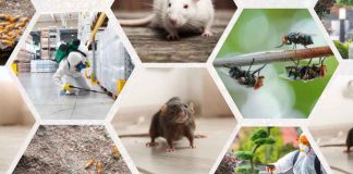 Cuáles son las plagas urbanas que nos amenazan en Chile y qué hacer para controlarlas