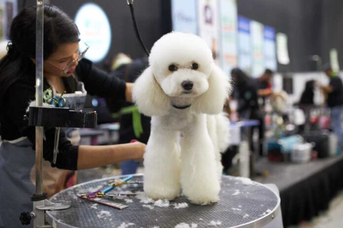 Expo Mascotas & Animales tendrá adopción de perros y gatos afectados por incendios de Valparaíso