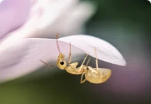 Qué es la fotografía macro y cómo capturar detalles que ni tus ojos pueden ver