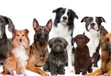Día Mundial del Perro “Pasto Alemán”, “Chow Chow” y “Labrador”, el origen detrás de los nombres de las razas más populares