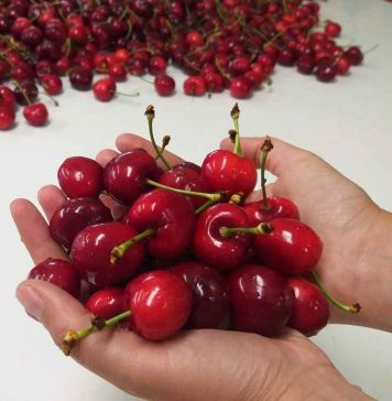 En Ñuble investigadores abordaron aspectos de poscosecha que incrementan calidad en cerezas de exportación