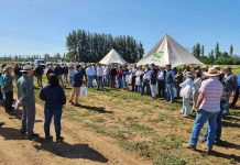 Trigos adaptados a menos agua y a altas temperaturas conocieron productores en actividad de INIA en Chillán