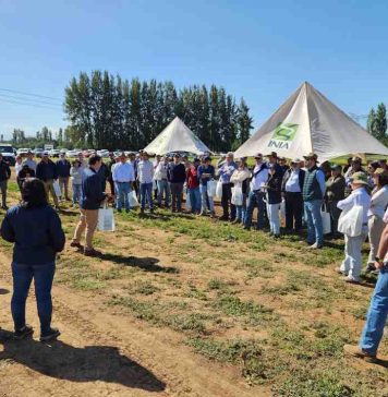 Trigos adaptados a menos agua y a altas temperaturas conocieron productores en actividad de INIA en Chillán